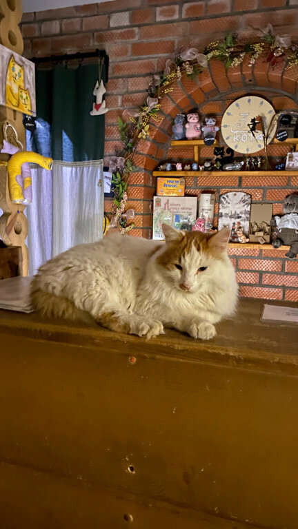 Гостевой дом Три кота Великий Новгород-92